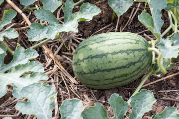 Close-up of green watermelon on soil.