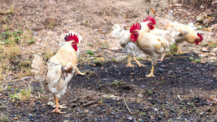 Many white and yellow chickens on the ground.
