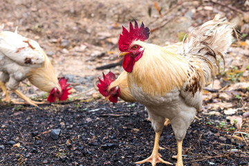 Many white and yellow chickens on the ground.