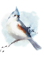 Tufted titmouse small bird sitting on the branch watercolor painting illustration isolated on white background © Yulia