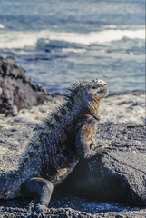 Marine Iguana, Fernandina Island