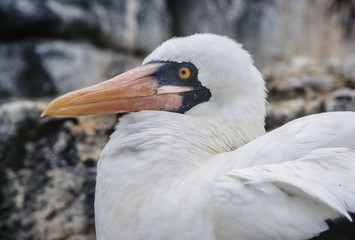 Nazca Booby