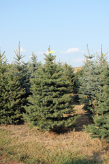 Weihnachtsbaum Plantage