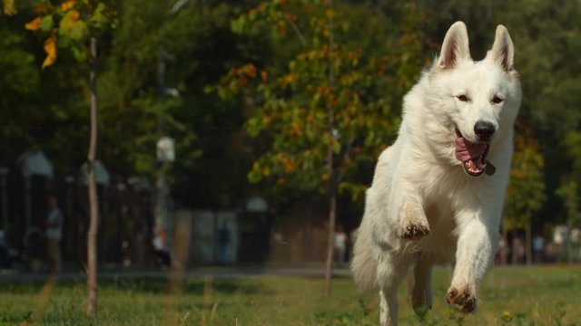 White German Shepherd running