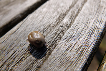 Gemeiner Holzbock