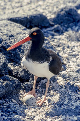 American Oystercatcher, Fernandina Island, Galapagos