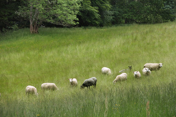 Obraz premium Sheeps grazing on meadow