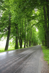 Obraz premium Spring alley road