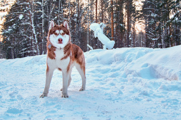 Beautiful husky dog in winter forest. Siberian husky with red hair. Husky for advertising, magazine cover.