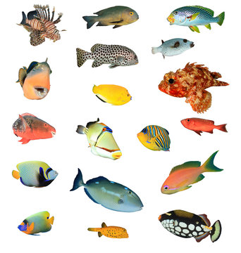 Tropical reef fish isolated on white background. Fish of Indian and Pacific Oceans. Collection of fish cutouts