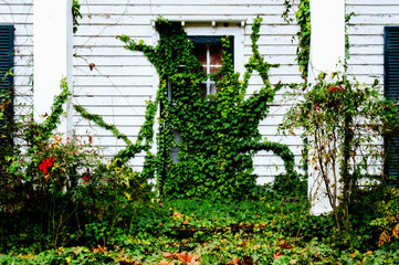 Ivy Taking Over Front Entry Door Of Rural Farm House