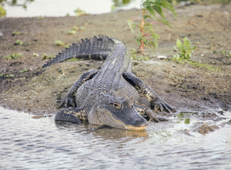 adult alligator suns on the banks of wetlands