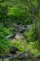 Beautiful stream of water in a green dense forest