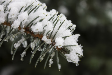 Pine tree