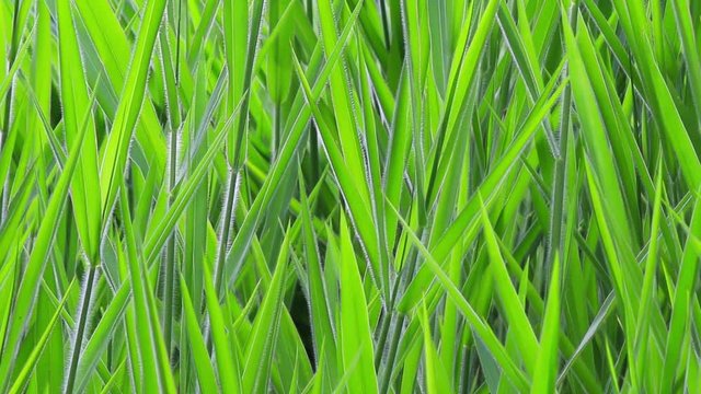 Fundo verde com capim.