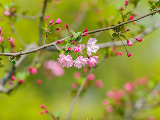 Spring flowers series, flowering crabapple, Malus halliana, or Begonia, flowers Chinese characteristics.