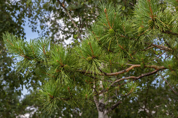 Fototapeta na wymiar Green immature lumps on pine branch