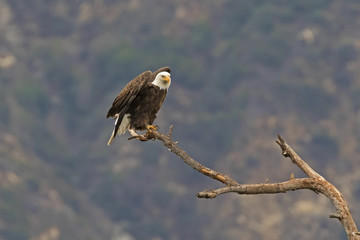 Bald eagle launch from tree branch