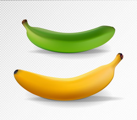 Banana realistic. Yellow and green banana vector illustration on transparent background. Realistic, 3d