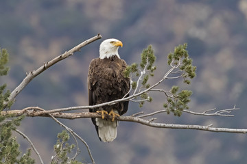 Fototapeta premium Eagle on tree branch perch portrait