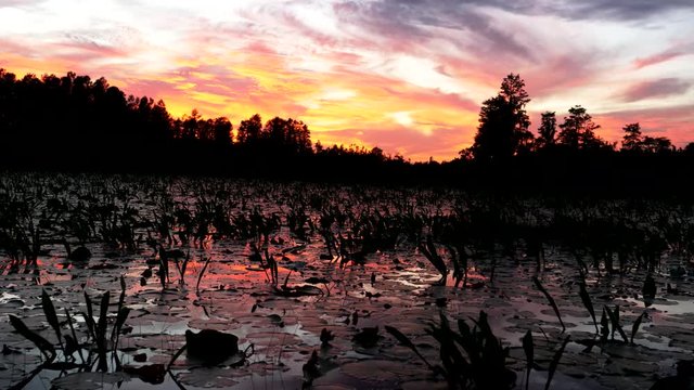 zoom in shot, from a tour boat, of okeefenokee swamp at sunset in georgia, usa