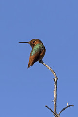 Hummingbird at Malibu Lagoon