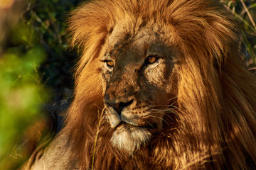African male lion in natural habitat bushveld 