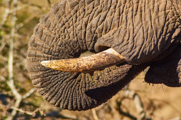Close up of elephant trunk used to drink water. Tusks ivory