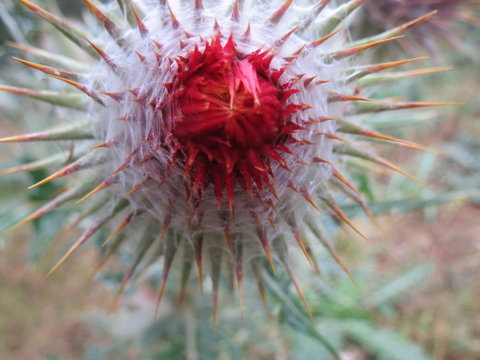 Secuencia planta de toloache