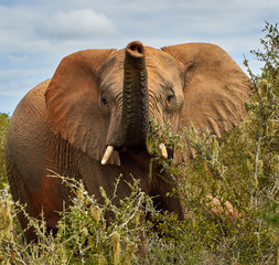 Large african elephant raising its trunk