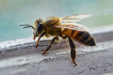 Honey Bee on a window sill 