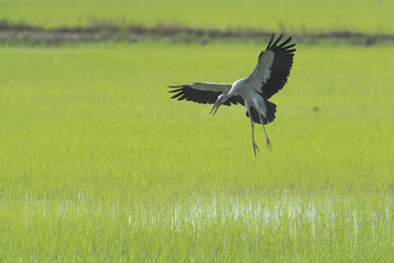 Open-billed stork flying on green background