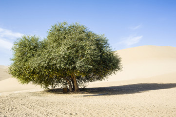An old willow in the desert © axz65