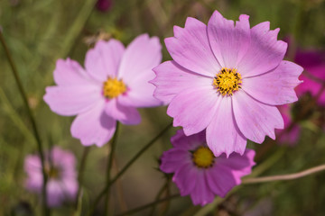 Pink around the edges