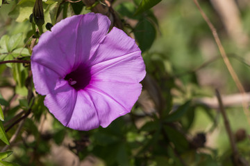 Purple Flower