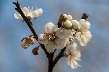 Peach Blossoms