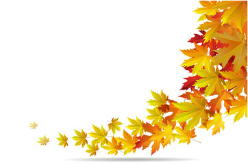 Maple autumn falling leaves, vector illustration.