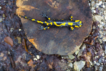 The fire salamander