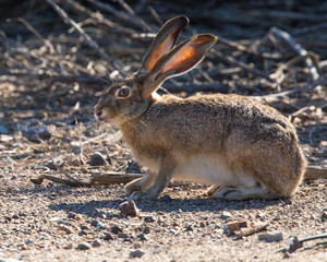 Black-tailed jackrabbit, seen in the wild near a north California marsh 