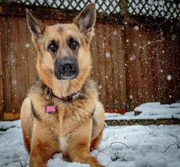 Lola The GSD