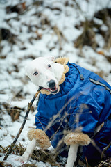 portrait of a white greyhound dog in blue overalls bared a jaws gnawing a branch in a wildlife forest in winter