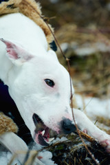 portrait of a white greyhound dog bared a jaws gnawing a branch in a wildlife forest in winter