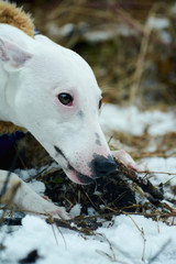 portrait of a white greyhound dog bared a jaws gnawing a branch in a wildlife forest in winter