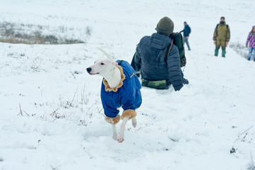 White greyhound dog in blue overalls playing with people on snow in winter