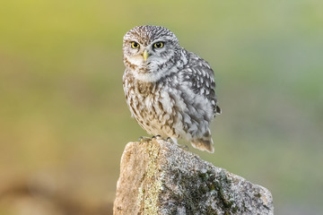 Athene noctua, little owl
