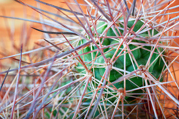 Cactus with horrible, thick long and sharp thorns on orange background, close-up.
