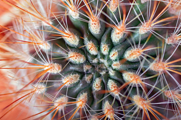 Cactus with orange needles, top view, close-up.