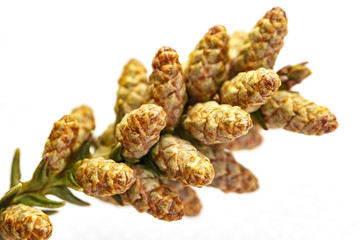 花粉症