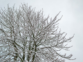 Fototapeta na wymiar winter season tree snow blizzard cold freezing