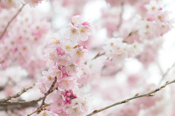 春の桜